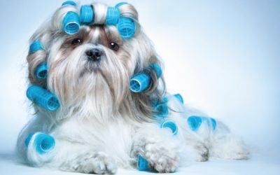 Dog with Curlers