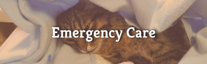Emergency Care - Cat in Blanket